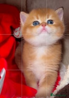 British Shorthair cats - Advert 8