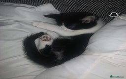 Mixed Breed cats for sale: Beautiful kittens  - Image 20