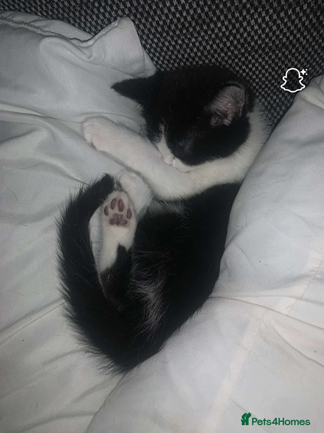 Mixed Breed cats for sale: Beautiful kittens  - Image 20