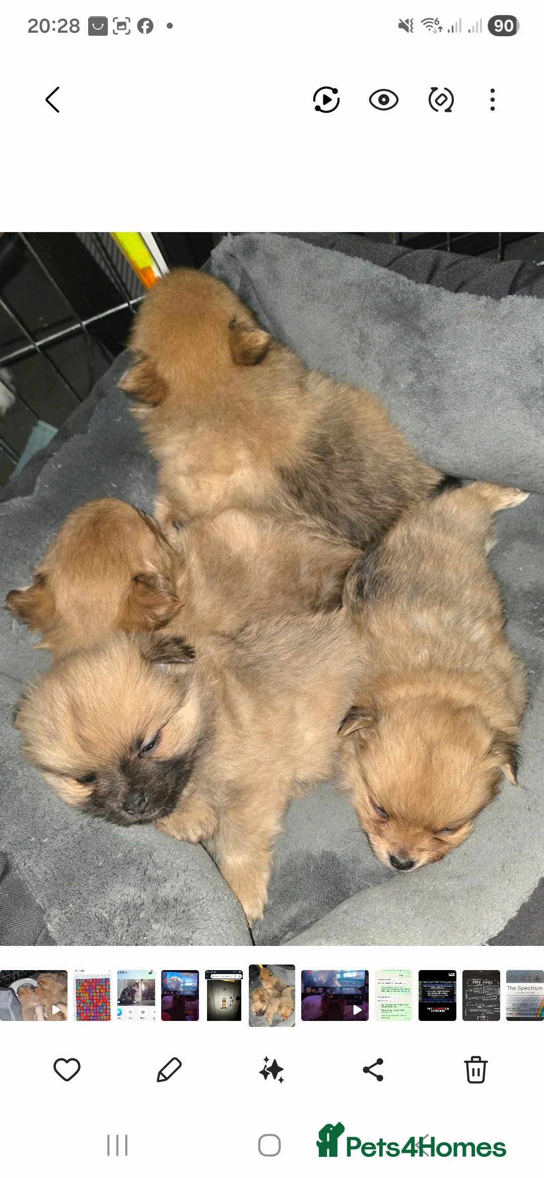 Pomchi dogs for sale: Pomchi puppies for sale 2 left boys ready to go - Advert 5