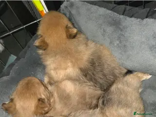 Pomchi dogs Pomchi puppies for sale 2 left boys ready to go - Advert 1