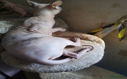 Sphynx cats for sale: I would like a girl and a boy in one family. - Image 7