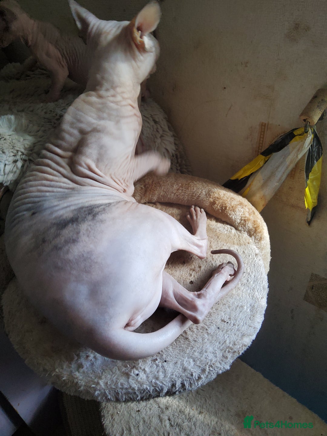 Sphynx cats for sale: I would like a girl and a boy in one family. - Image 7
