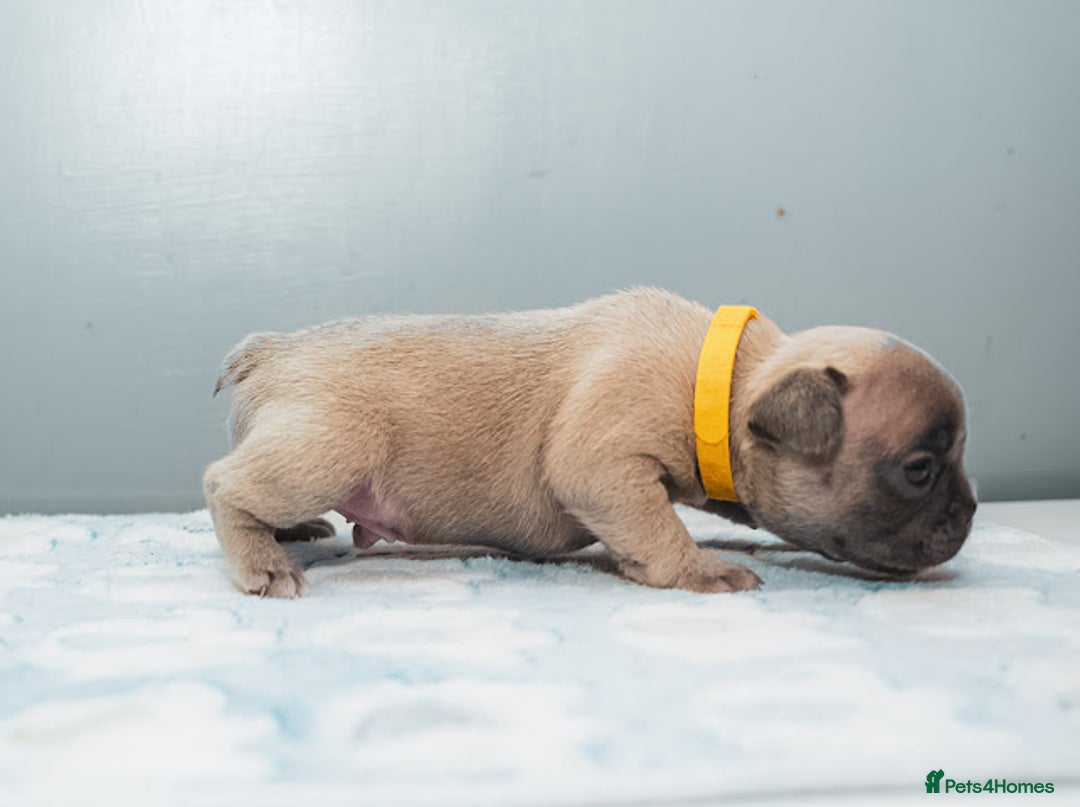 French Bulldog dogs for sale: 5 boys and 3 girls - DEPOSITS BEING TAKEN - Advert 15