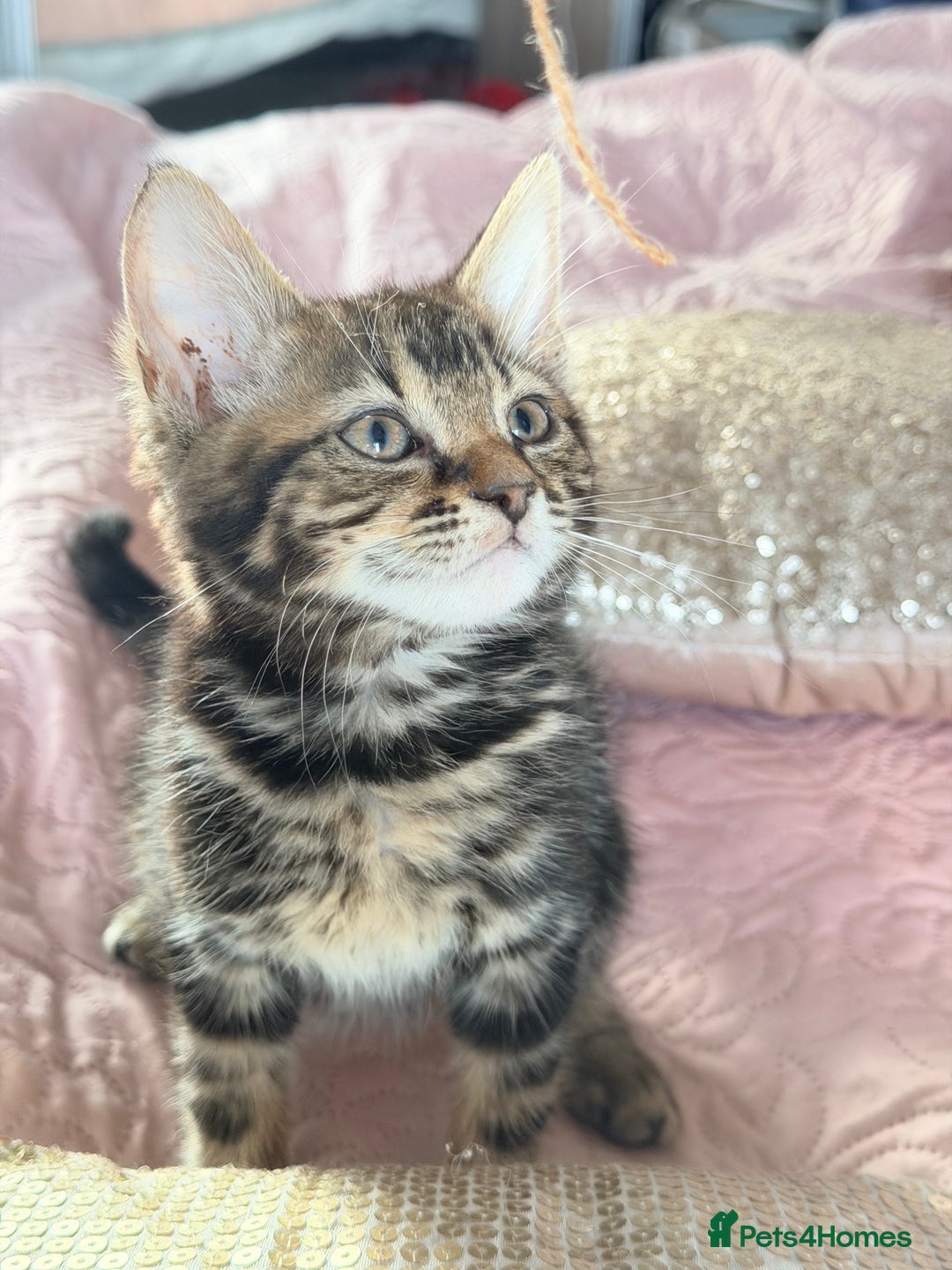 British Shorthair cats for sale: Purr-fect  **  Kittens Ready for new home - Advert 7