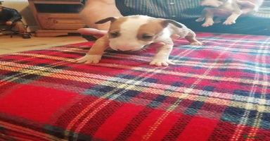 English Bull Terrier dogs - Advert 12