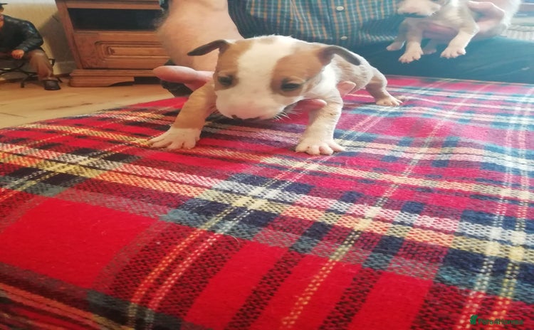 English Bull Terrier dogs - Advert 1