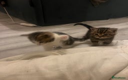 British Shorthair cats for sale: 4 Beautiful British Shorthair cross Kittens  - Image 37