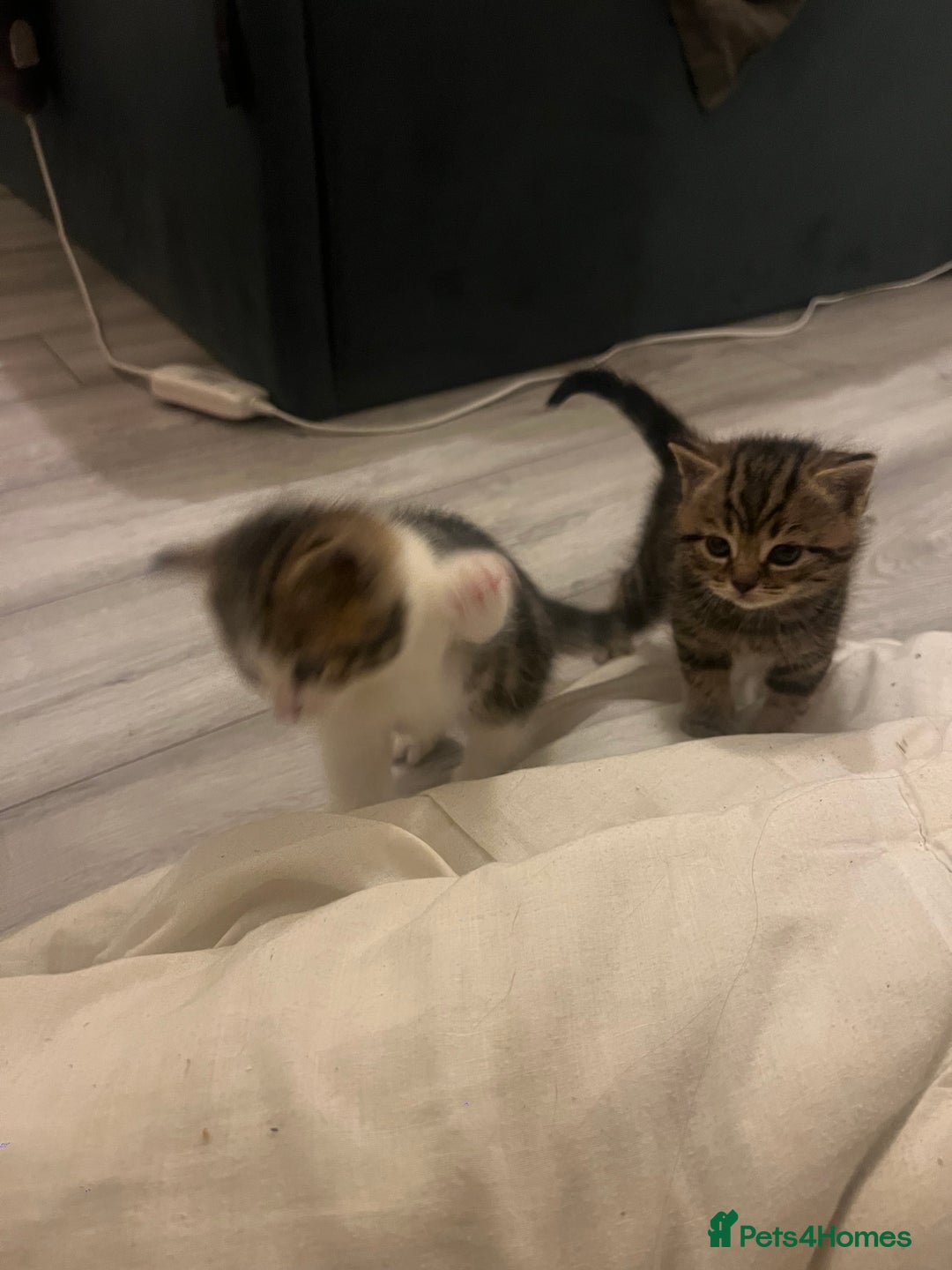 British Shorthair cats for sale: 4 Beautiful British Shorthair cross Kittens  - Image 37