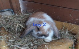 Mini Lop rabbits for sale: Mini lop for sale - Image 3