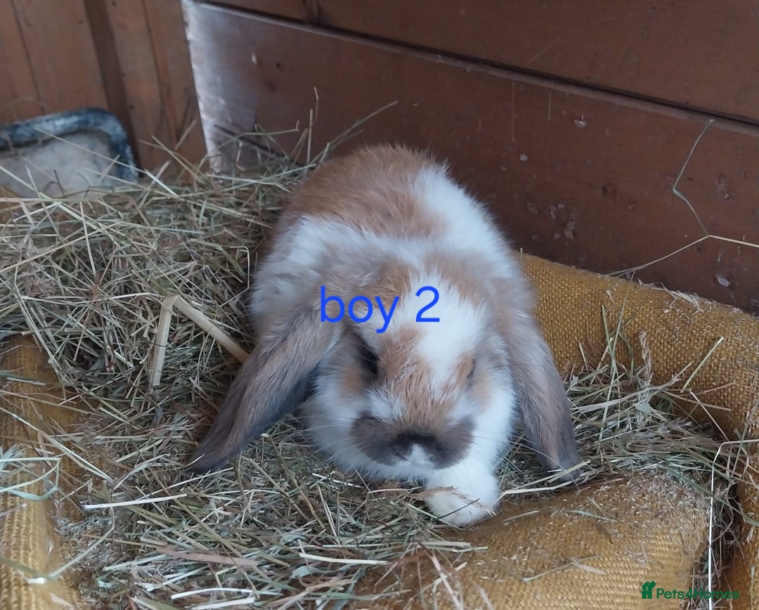 Mini Lop rabbits for sale: Mini lop for sale - Image 3