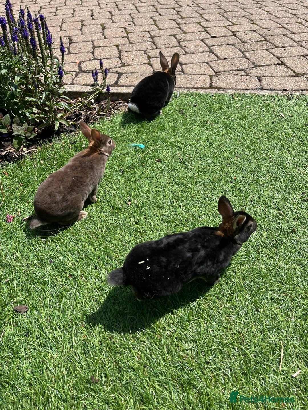 Rex rabbits for sale: Mini Rex bunnies looking for their new homes - Image 5