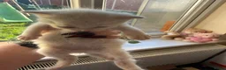 Mixed Breed cats for sale: Beautiful kittens for sale  - Advert 2