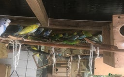 Budgerigars birds for sale: Lovebirds and budgies pairs for sale  - Image 3
