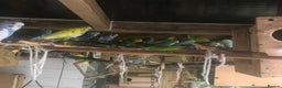 Budgerigars birds for sale: Lovebirds and budgies pairs for sale  - Advert 3