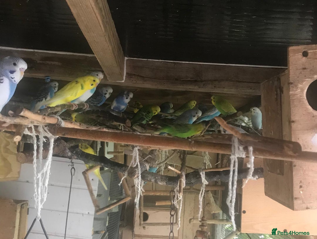 Budgerigars birds for sale: Lovebirds and budgies pairs for sale  - Image 3
