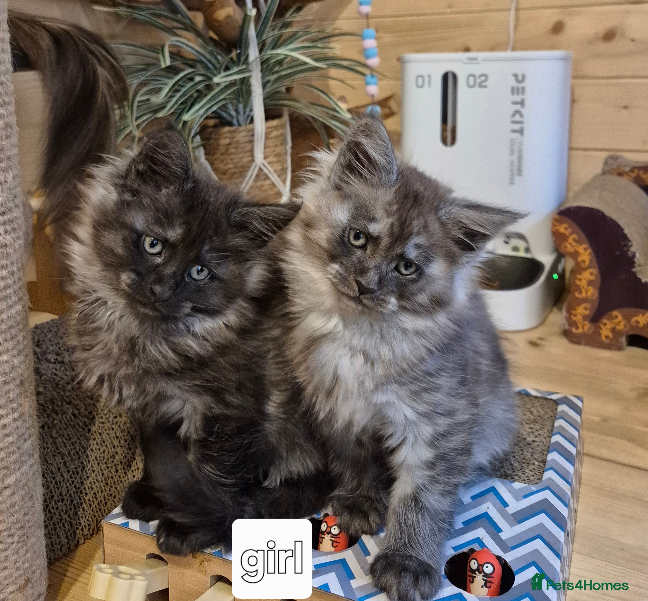 Maine Coon cats Mein Con - Advert 4