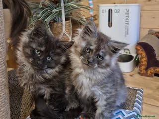 Maine Coon cats Mein Con - Advert 4