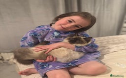 Ragdoll cats for sale: Beautiful Ragdoll kittens open to reasonable offer - Image 19