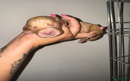 Cocker Spaniel dogs for sale: 3 Red girls looking for home  - Image 5