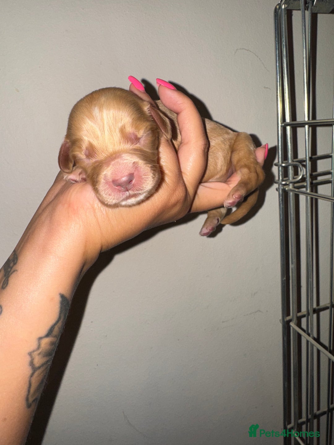 Cocker Spaniel dogs for sale: 3 Red girls looking for home  - Image 5