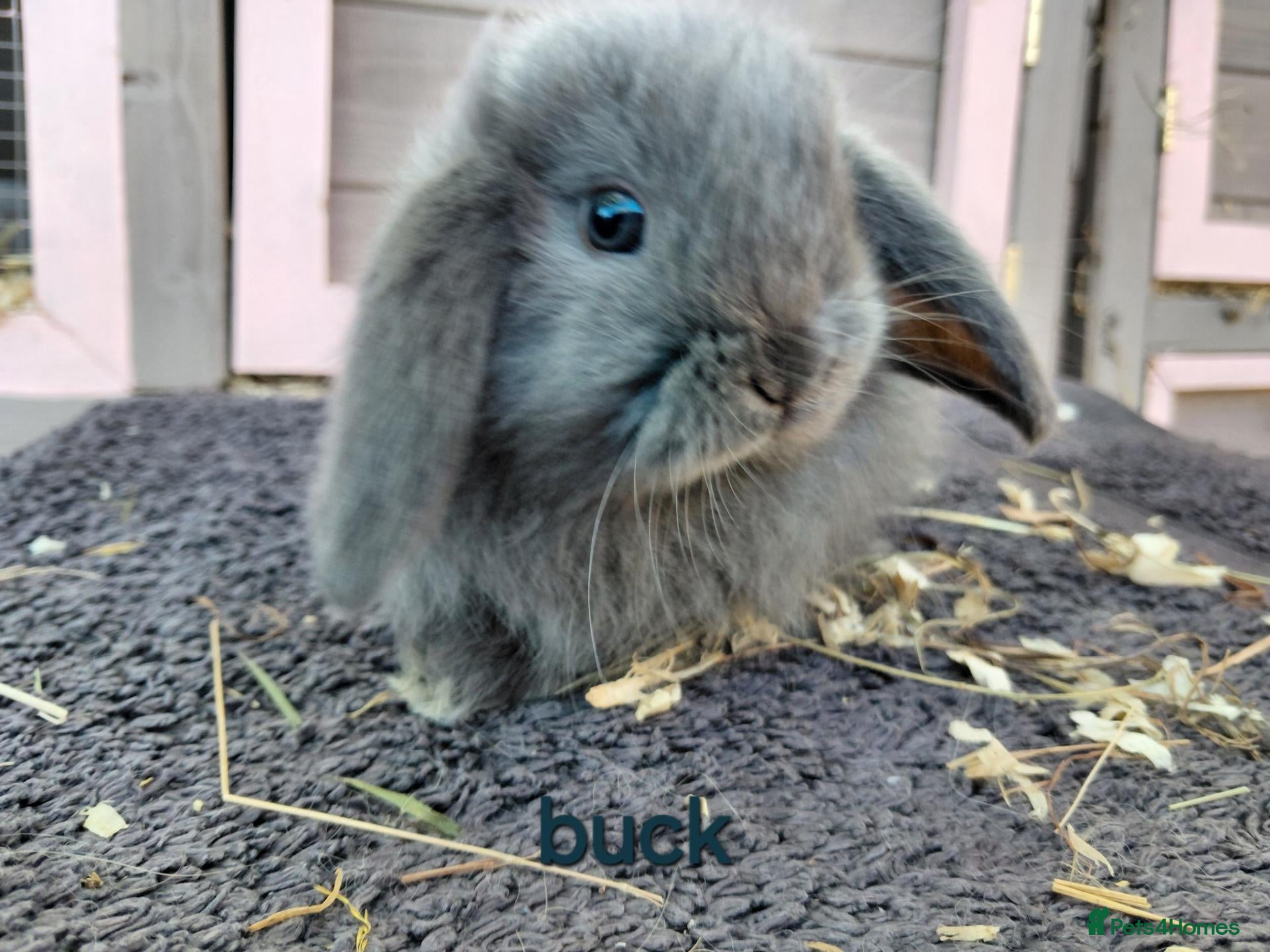 Mini Lop rabbits mini lops  - Advert 9