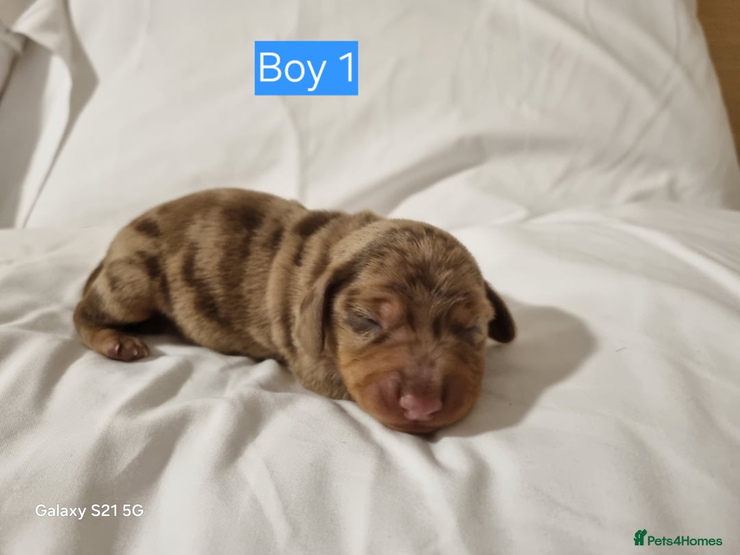 Miniature Dachshund dogs for sale: Miniature Dachshund  - Advert 4