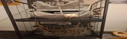 Rat rodents for sale: (with cage) 2 FEMALE RATS in Bolton - Advert 8