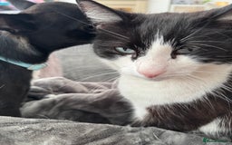 British Shorthair cats for sale: 2 loving beautiful cats  - Image 30