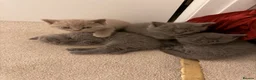 British Shorthair cats for sale: British Shorthair Kittens – Blue & Lilac 🐾 - Advert 8