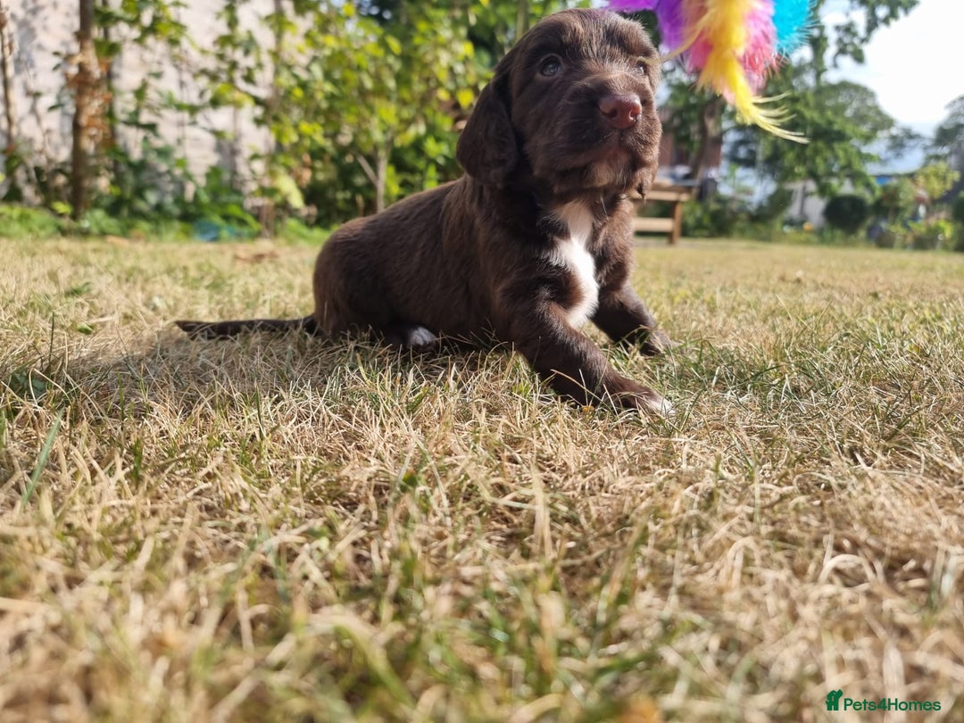 Cocker Spaniel dogs for sale: KC registered cocker spaniels - Image 11