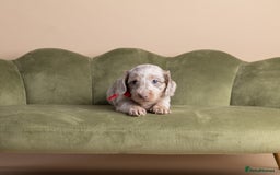 Miniature Dachshund dogs for sale: Miniature ( kaninchen) Long-Haired Dachshund  - Image 8