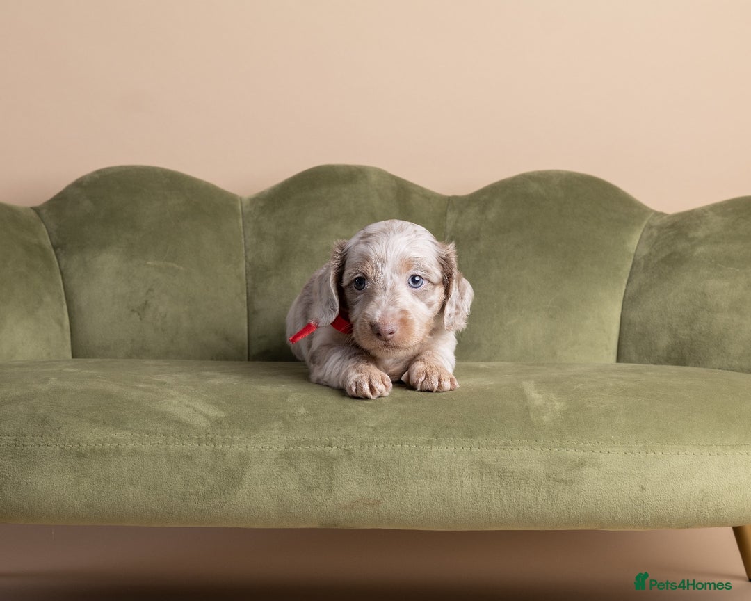 Miniature Dachshund dogs for sale: Miniature ( kaninchen) Long-Haired Dachshund  - Image 8