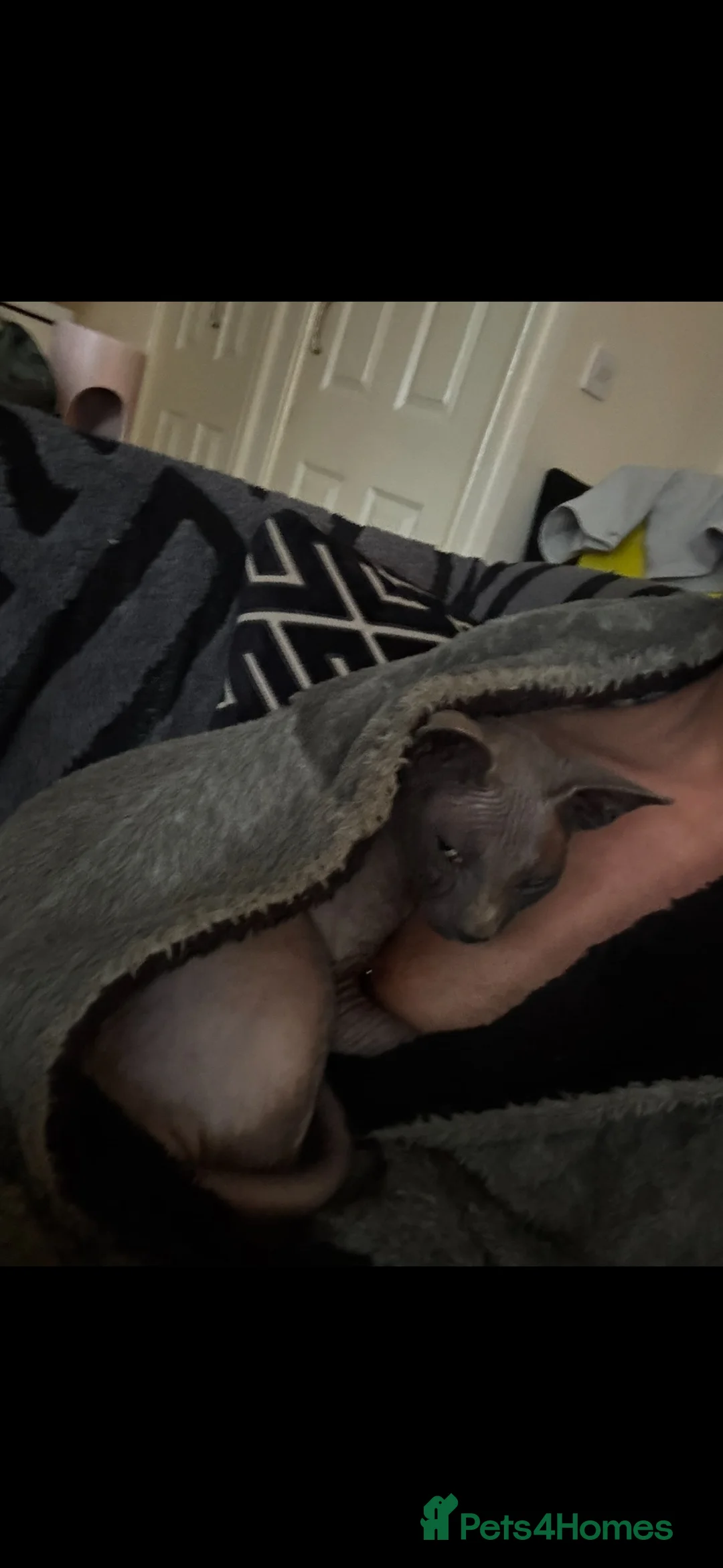 Sphynx cats for sale: TO A LOVING HOME  in Weston-super-Mare - Advert 2