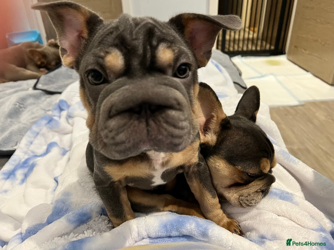 French Bulldog dogs for sale: Beautiful French Bulldog - Advert 4