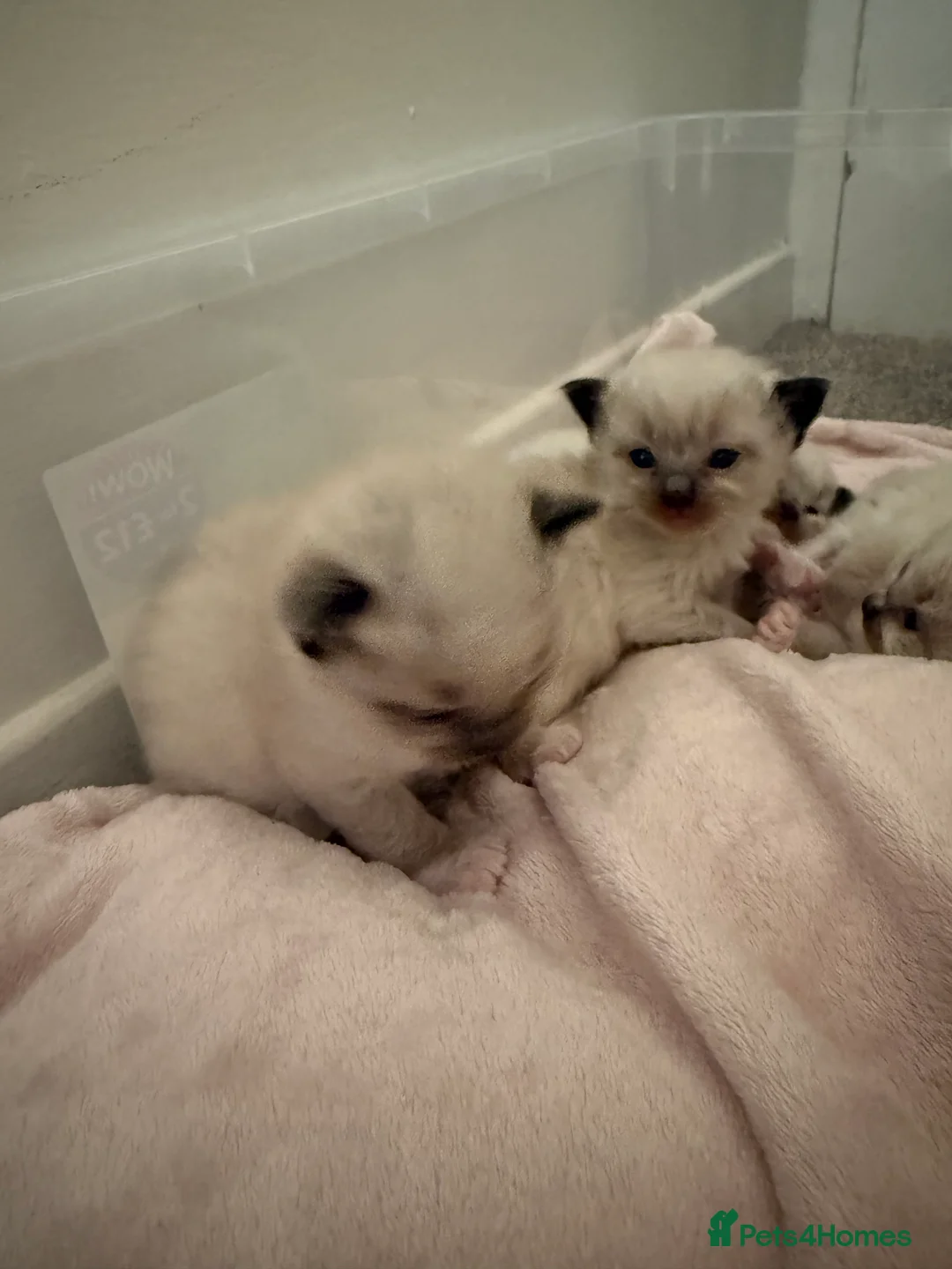 Ragdoll cats for sale: Ragdoll kittens  in Edinburgh - Advert 2