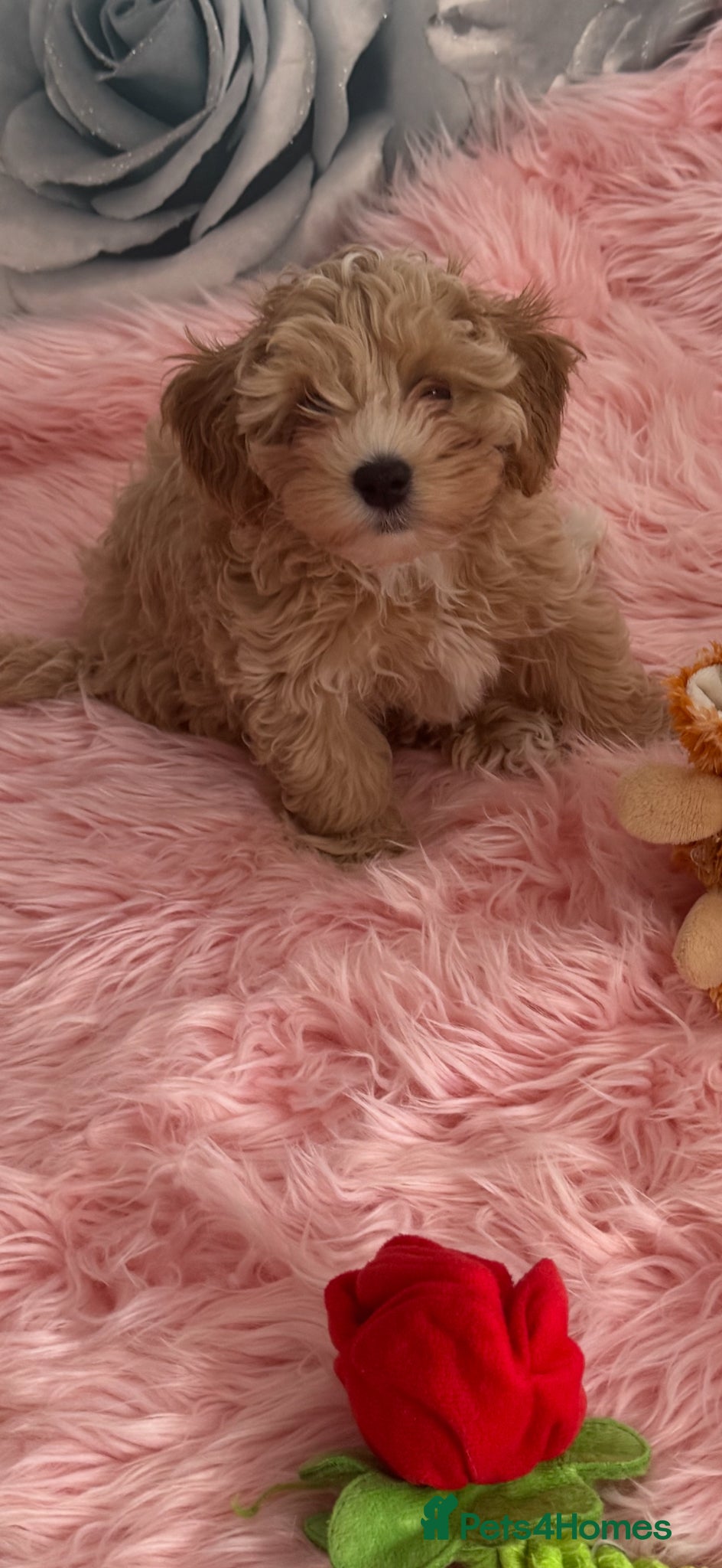Maltipoo dogs Beautiful Maltipoo ready to go 2 girl 1 boy  - Advert 5