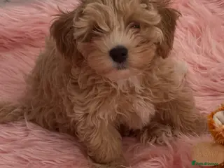 Maltipoo dogs Beautiful Maltipoo ready to go 2 girl 1 boy - Advert 5