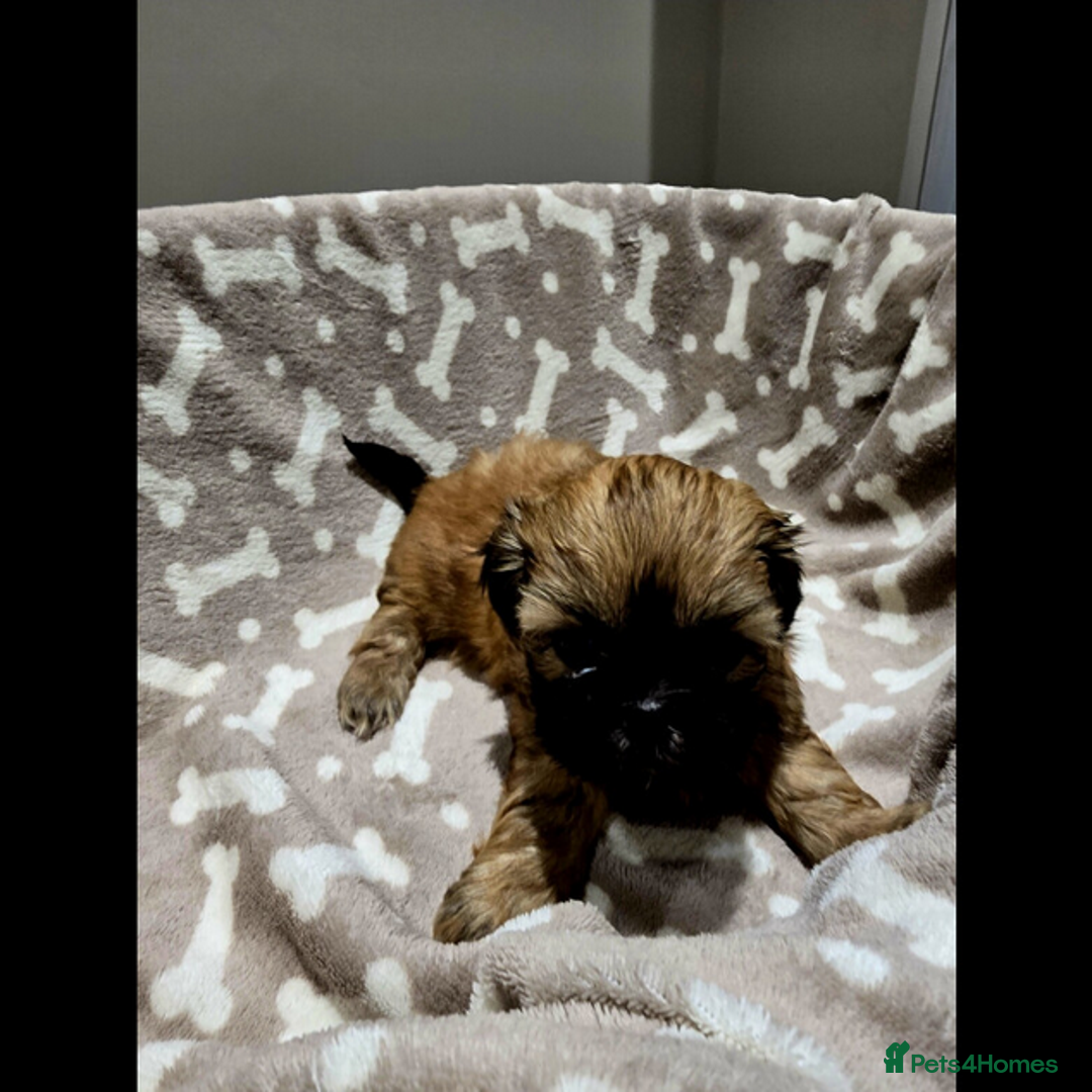 Shih Tzu dogs for sale: outstanding purebred Shih Tzu puppies ready to go - Advert 7