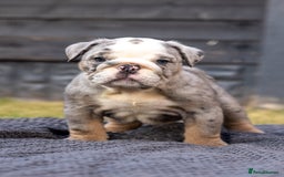 English Bulldog dogs for sale: English Bulldog puppies  - Image 19