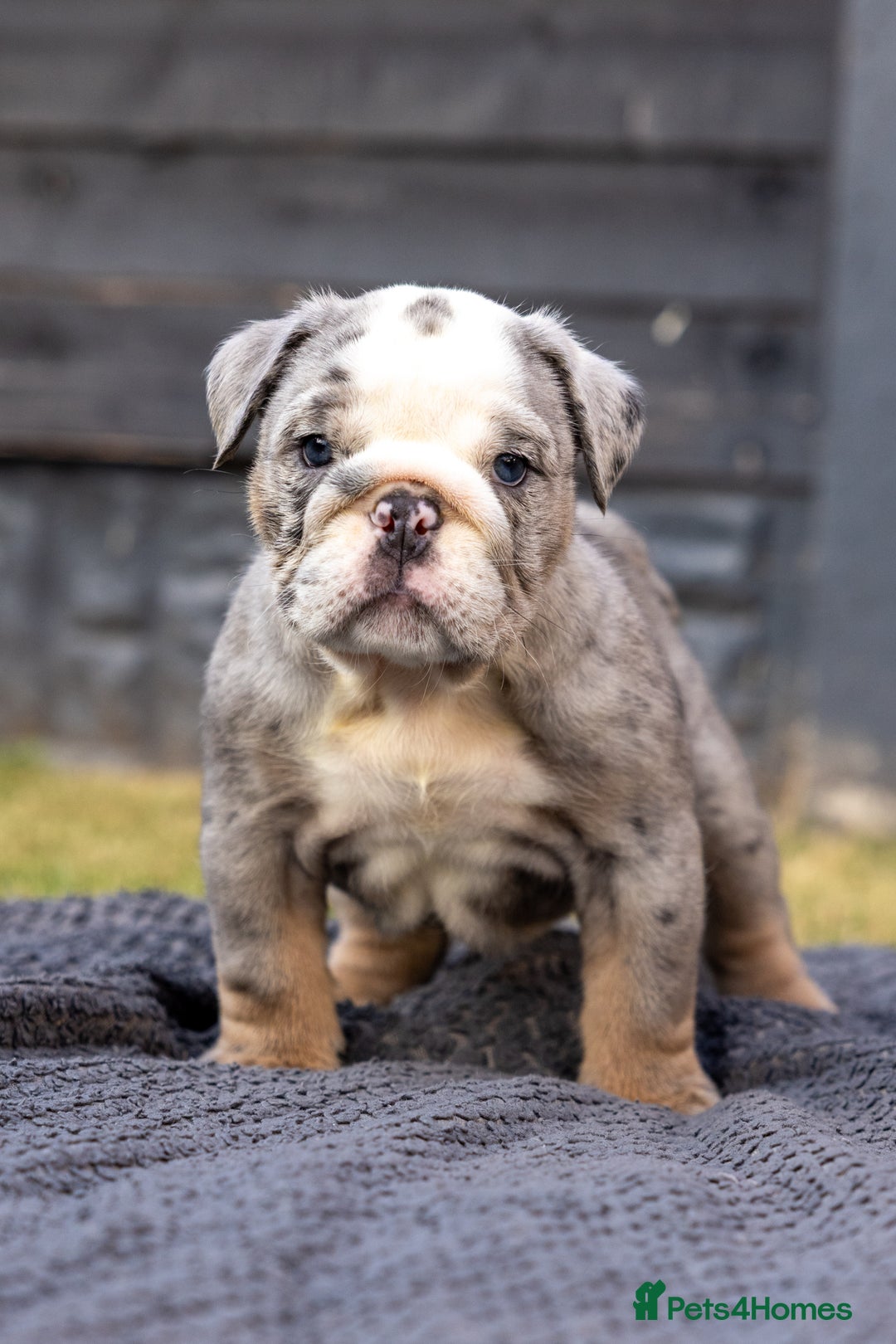 English Bulldog dogs for sale: English Bulldog puppies  - Image 19