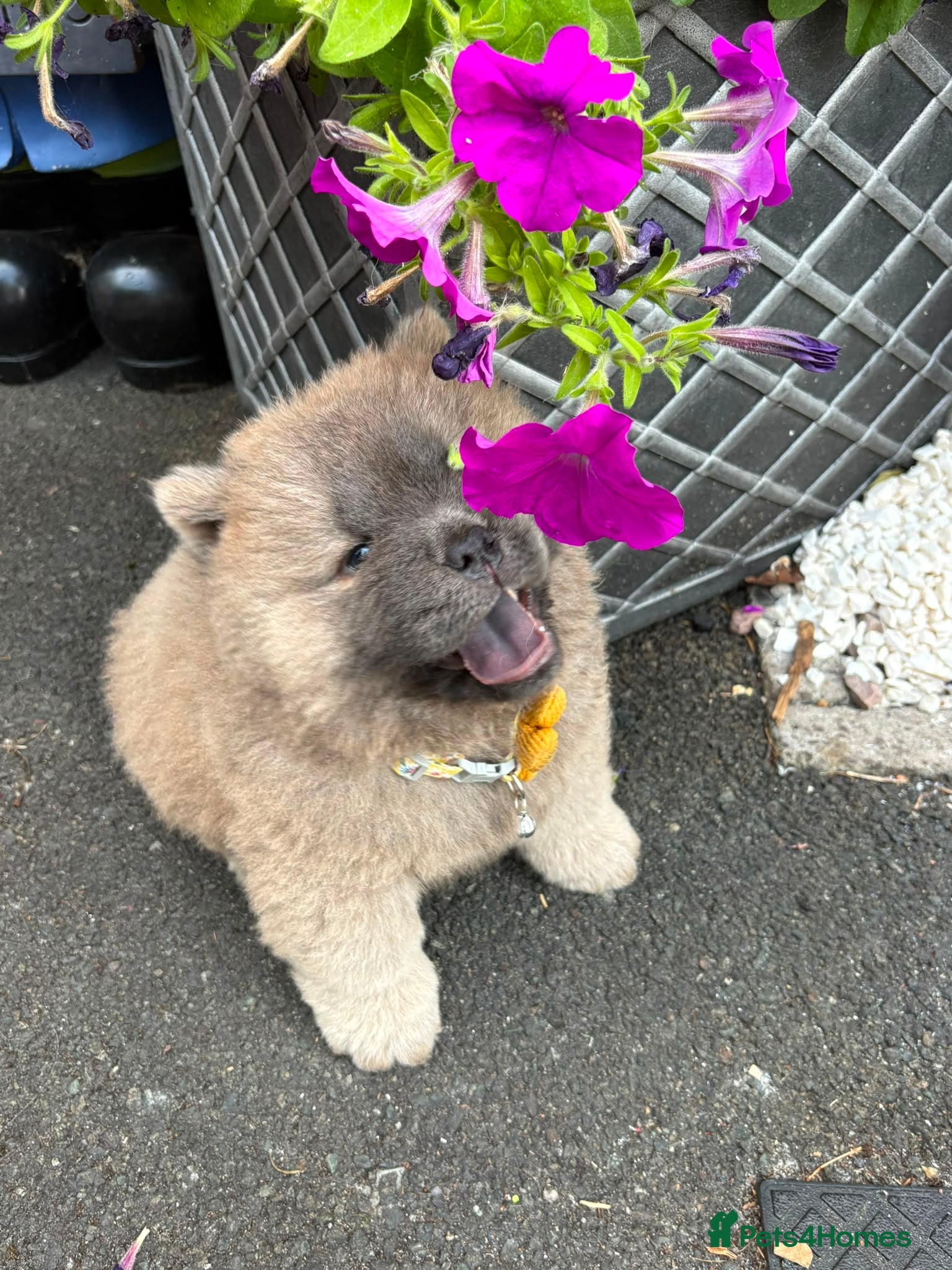 Chow Chow dogs 🧸🐾 Chow Chow puppies 🐾🧸 - Advert 3