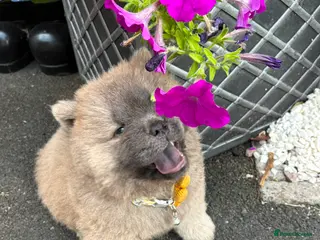 Chow Chow dogs 🧸🐾 Chow Chow puppies 🐾🧸 - Advert 3