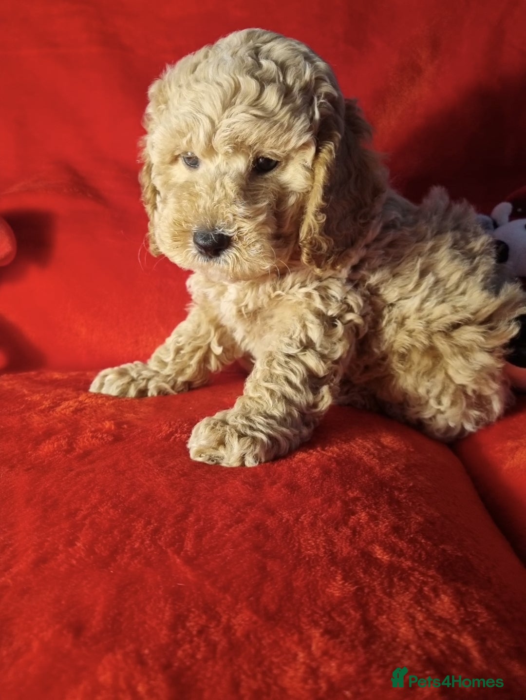 Miniature Poodle dogs for sale: Championline Miniature Poodle exceptional puppy. - Advert 4