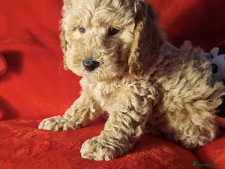 Miniature Poodle dogs Championline Miniature Poodle exceptional puppy. - Advert 5