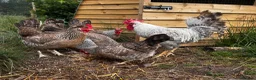Chickens poultry for sale: Female cream legbar chicks  in Llanwrda - Advert 4