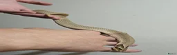 Snake reptiles for sale: Special Hognose Snake  in Swansea - Advert 4