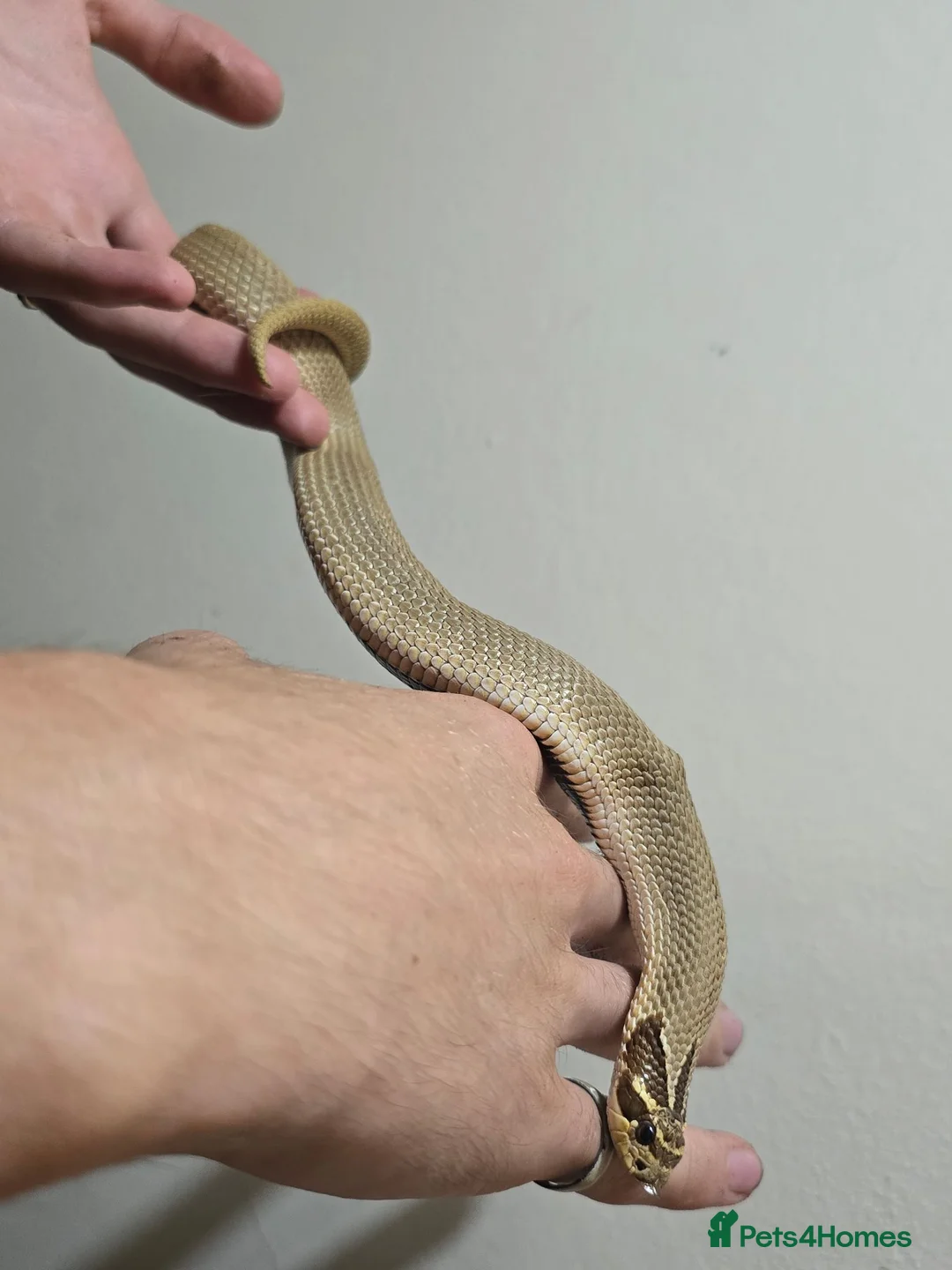 Snake reptiles for sale: Special Hognose Snake  in Swansea - Advert 4