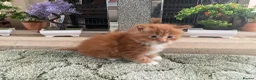 Maine Coon cats for sale: Maine Coon Kittens - Advert 13