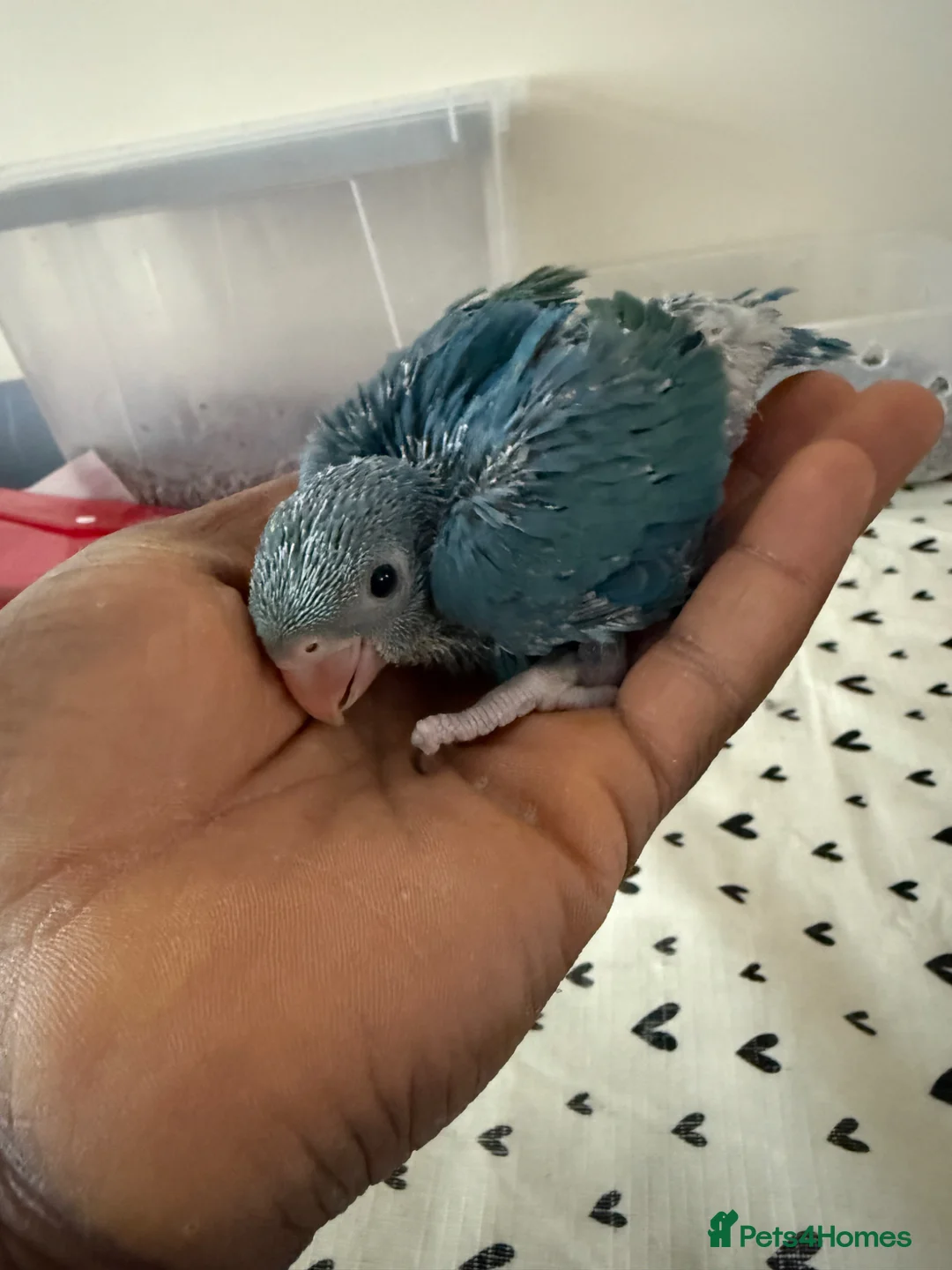 Ringnecks birds for sale: 4 Indianringneck - Advert 6